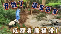 熊猫宝宝喝奶好可爱！错峰游玩成都熊猫基地，耳边都是惊呼声！