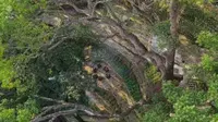祗树清荫 普陀山伴山禅院