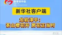 #中央媒体看龙岩 新华社客户端报道！龙岩漳平：茶山樱花开 赏花正当时（素材来源：新华社客户端 编辑：陈诗羽 审核：连灼森）