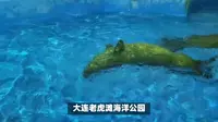 极地奇缘：大连老虎滩海洋公园探秘