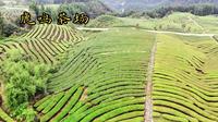 宜宾鹿鸣茶海