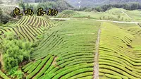宜宾鹿鸣茶海