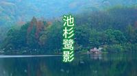【原创】【微视频】重庆照母山植物园人和湖畔池杉鹭影