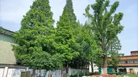 【江苏】金坛华罗庚公园古树——120年腊梅
