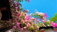 如何去深圳甘坑客家小镇赏三角梅美景？请看详细攻略~