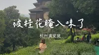 我被满觉陇的桂花腌入味了！