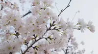彭园樱花开好啦～｜徐州赏樱｜徐州彭祖园