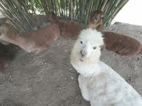 一日速通羊驼小镇