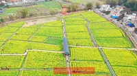 广州花都梯面红山村油菜花