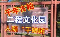 洛阳伊川的二程文化园内，千年古柏人称“干娘树”你知道吗啊？