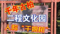 洛阳伊川的二程文化园内，千年古柏人称“干娘树”你知道吗啊？