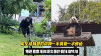 南宁动物园的动物们一半疯癫一半修仙，堪称现实版的疯狂动物城！