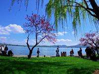 桃红柳绿｜西湖白堤｜春日赏花