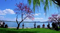 桃红柳绿｜西湖白堤｜春日赏花