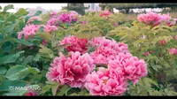 国花牡丹-菏泽“百花园”