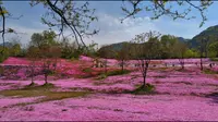 烟台牟平区昆嵛山石门里景区的芝樱花海(雾峰花海)，盛放清澈坦然