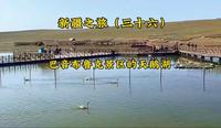新疆之旅（三十六）巴音布鲁克景区的天鹅湖