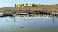 新疆之旅（三十六）巴音布鲁克景区的天鹅湖