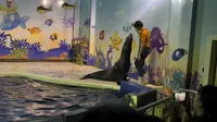 北京太平洋海底世界15min海狮表演秀