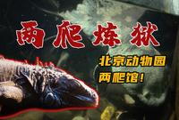 曾经的标杆！现在的炼狱？探访北京动物园两爬馆！