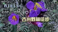 古州野林徒步