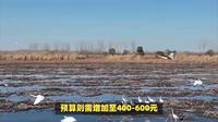 嬉子湖一日游：品味水乡风情，探寻古皖文化遗韵