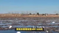 嬉子湖一日游：品味水乡风情，探寻古皖文化遗韵