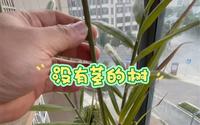 一颗神奇的树，西双版纳热带植物园捡的种子。