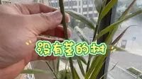 一颗神奇的树，西双版纳热带植物园捡的种子。