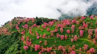 云南大理无量山樱花谷很好看，希望它没有砍树种茶