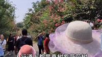 实拍4A级景区武汉新洲仓埠紫薇都市田园，风景优美孩子们的乐园！