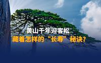 世界遗产@中国丨 黄山千年迎客松藏着怎样的“长寿”秘诀？