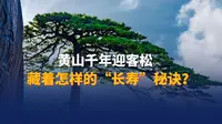 世界遗产@中国丨 黄山千年迎客松藏着怎样的“长寿”秘诀？