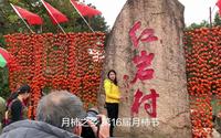 广西桂林恭城：红岩村月柿节，万亩柿林硕果累累，大饱眼福、口福