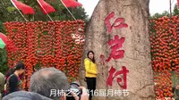 广西桂林恭城：红岩村月柿节，万亩柿林硕果累累，大饱眼福、口福
