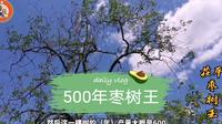 山东聊城茌平县枣乡生态园，探访500年枣树王