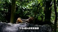 白头叶猴栖息地！崇左生态旅游区全攻略