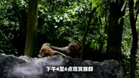 白头叶猴栖息地！崇左生态旅游区全攻略