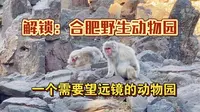 解锁：合肥野生动物园。一个需要用望远镜的动物园