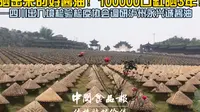 好酱油晒出来的儿时味道 永兴诚老字号酱油｜中国食品报叶歌报道