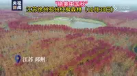 “绝美中国秋”江苏徐州邳州红枫森林（10月30日）