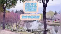 （淮安市樱花园）②江苏省Ⓗ淮安市⑴淮阴区游玩景点分享