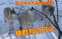【哈尔滨北方森林动物园】没开园时的狼群互动日记｜2.24