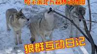 【哈尔滨北方森林动物园】没开园时的狼群互动日记｜2.24