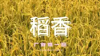 广东江门台山，广东第一田，治愈田园风光 2025年7月6日，骑行广东江门台山广东第一田。观赏治愈田园风光