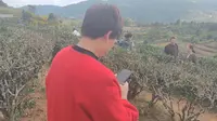 景洪漫步之大渡岗万亩茶山