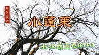 73 浙江嘉兴 小蓬莱 浙北最古老的树