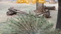 漫步洛阳王城公园动物园，赴一场治愈的动物之约#这是什么动物有人认识吗 #洛阳 #洛阳旅游 #王城公园 #动物园
