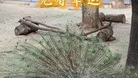 漫步洛阳王城公园动物园，赴一场治愈的动物之约#这是什么动物有人认识吗 #洛阳 #洛阳旅游 #王城公园 #动物园