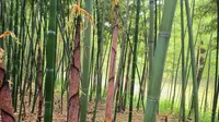 平阴泉福小江南